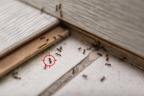 Best Pest Removal Services  in Ripley, OH