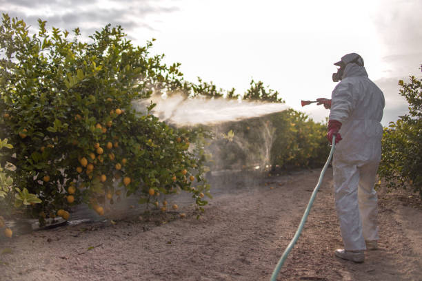Best Wasp Removal Services  in Ripley, OH