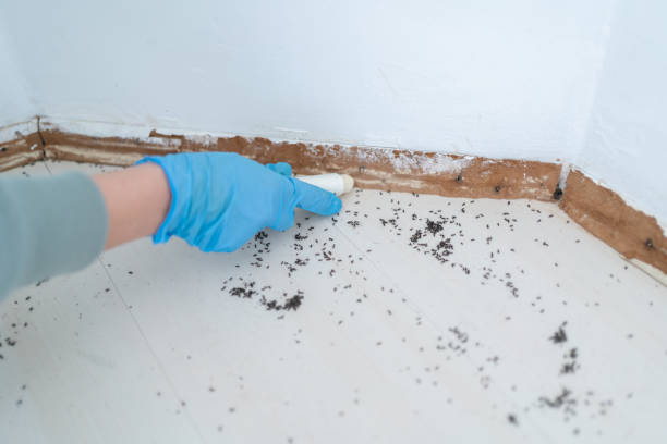 Flea Control Services in Ripley, OH