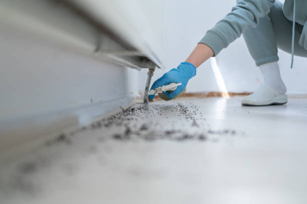 Best Wasp Removal Services  in Ripley, OH